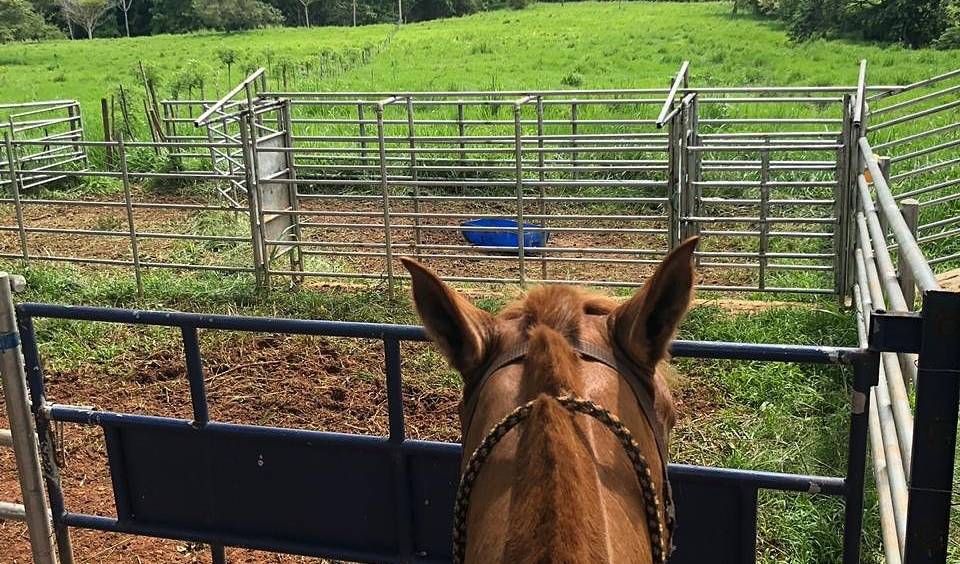 Adjusting Calf Feeding