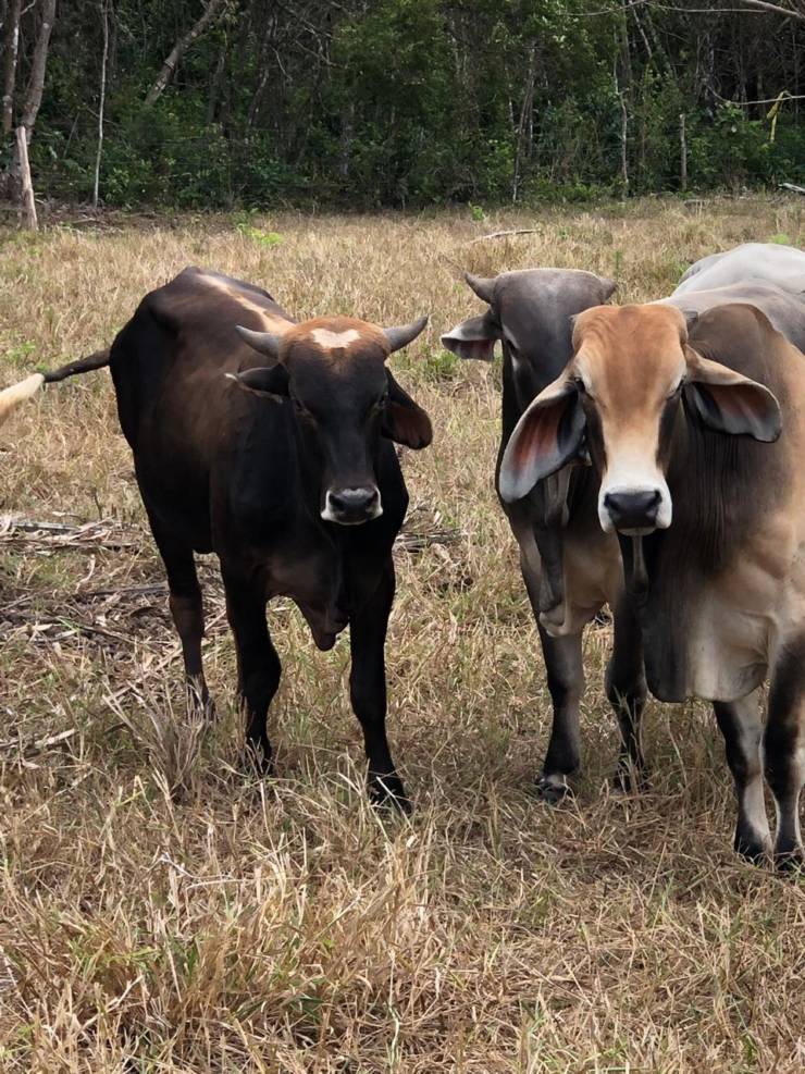 Technology Improves Cattle Breeding