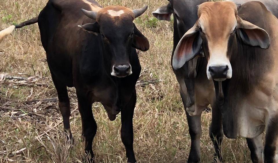 Technology Improves Cattle Breeding