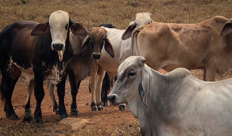 Controlling Worms to Improve Milk Yield