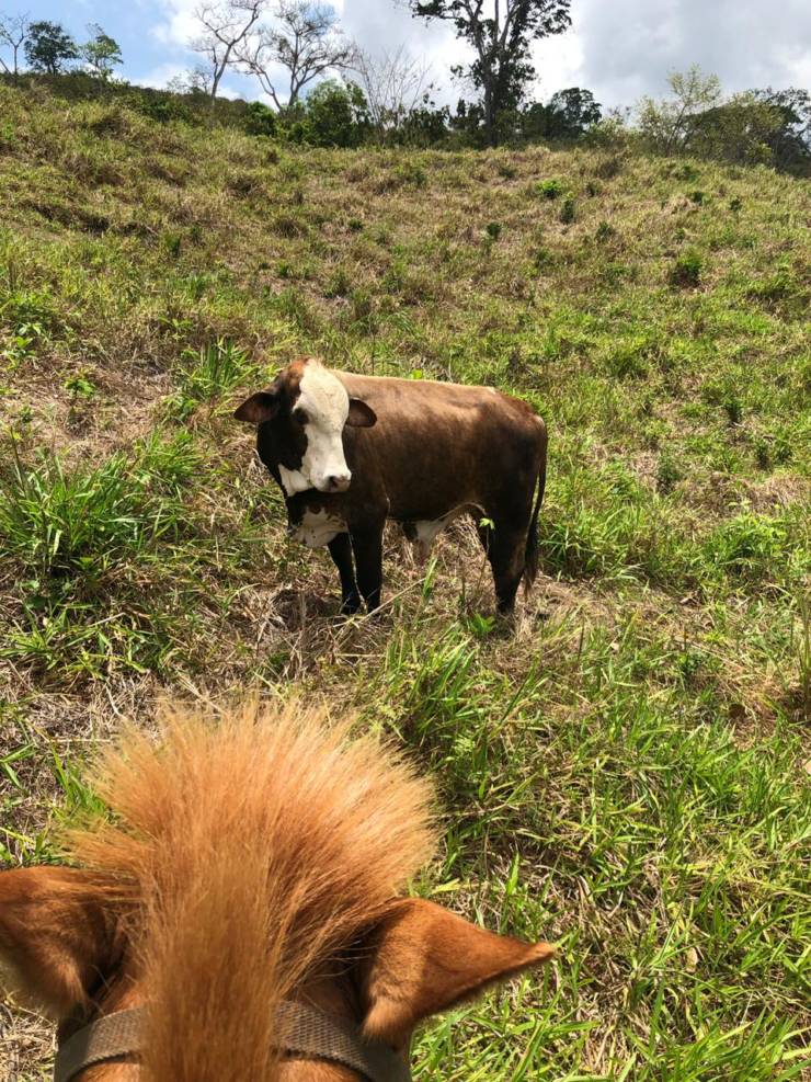 12 Tips for Handling Cattle Easily